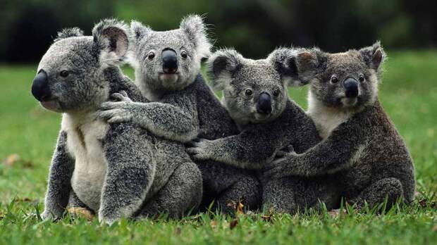 Koala16 Самые удивительные факты о коалах