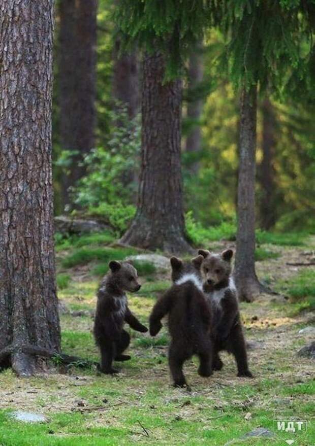 Танцуй, пока молодой! Танцуй, пока молодой!