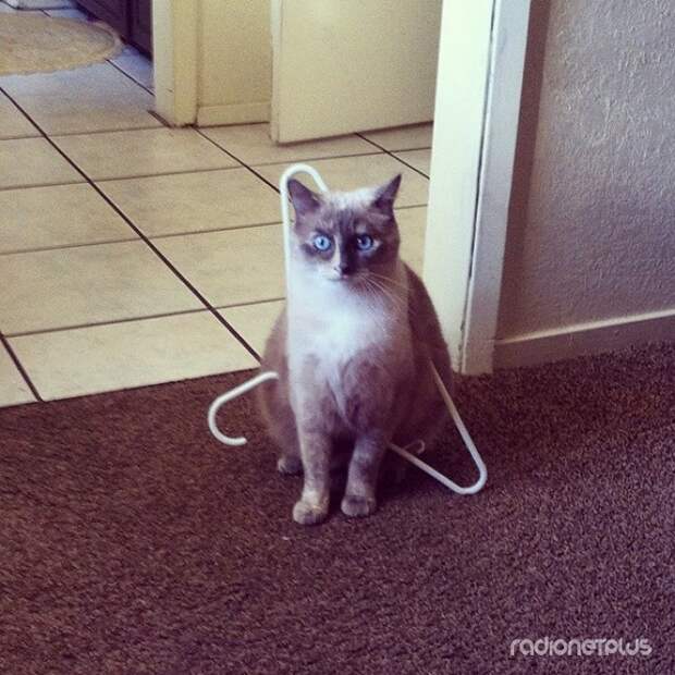 Коты думают, что они меньше, чем есть на самом деле Коты думают, что они меньше, чем есть на самом деле