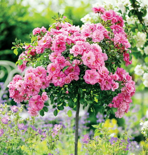4497432_rosesingardeninspiration (570x600, 177Kb)