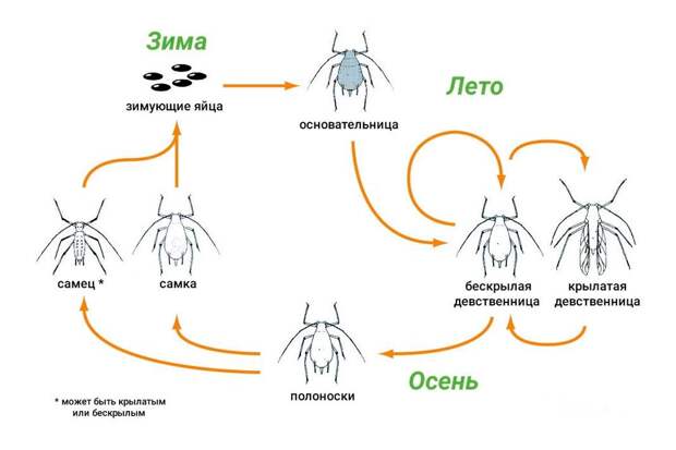жизненный цикл тлей