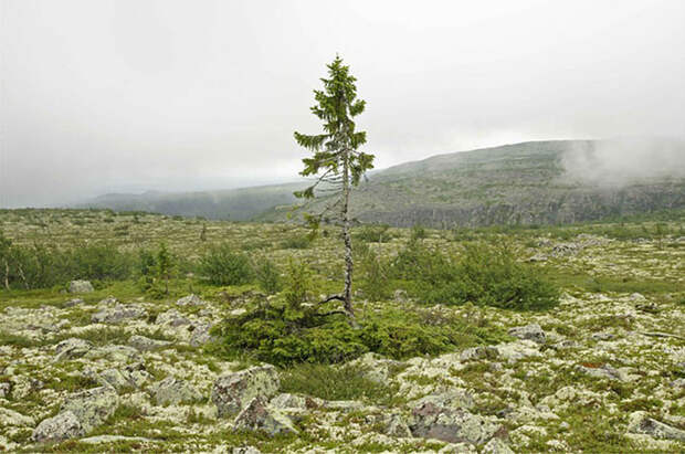 Самое старое в мире дерево растёт в Швеции - ему девять с половиной тысяч лет география, дерево, находки, старое дерево, старый тикко