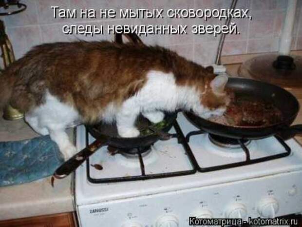 Котоматрицы на первый день весны (18 фото)