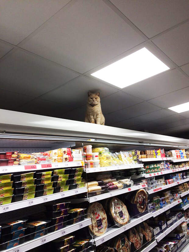 Badass Cat Proves He’s The True Owner Of This Supermarket In London