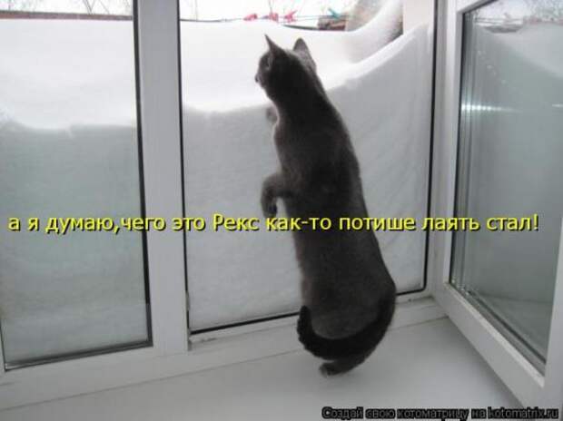Котоматрицы (картинки с надписями)