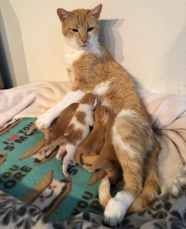 Скромная кошка благодарила девушку, которая спасла ее будущих котят Скромная кошка благодарила девушку, которая спасла ее будущих котят история, история спасения, коты, котята, кошки, помощь животным, спасение животных