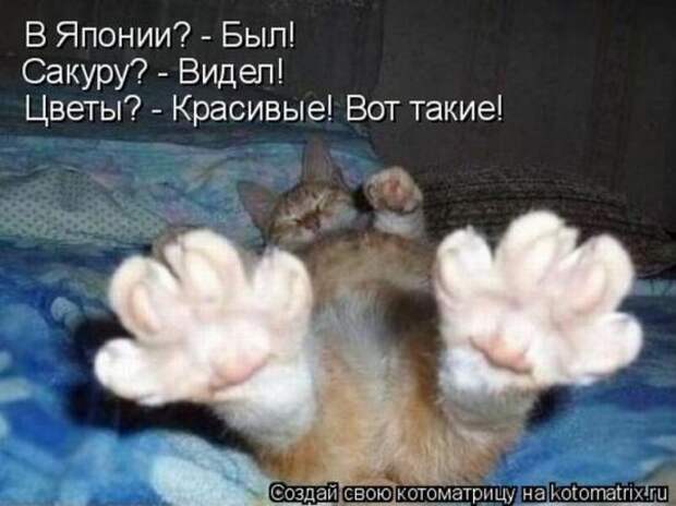 Котоматрица 26