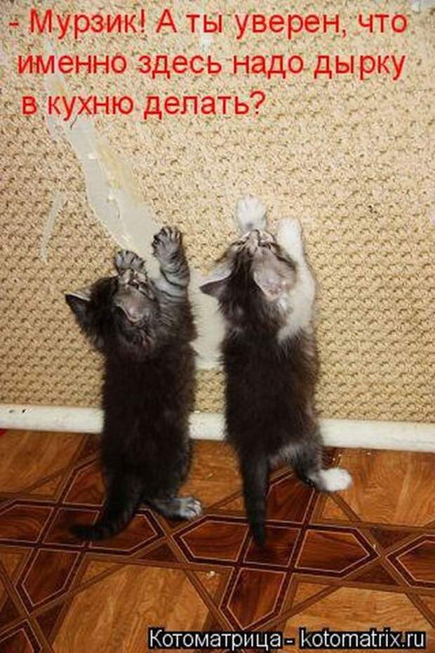 Лучшие котоматрицы недели