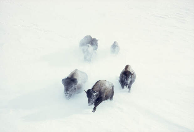 25 неопубликованных фотографий из архивов National Geographic