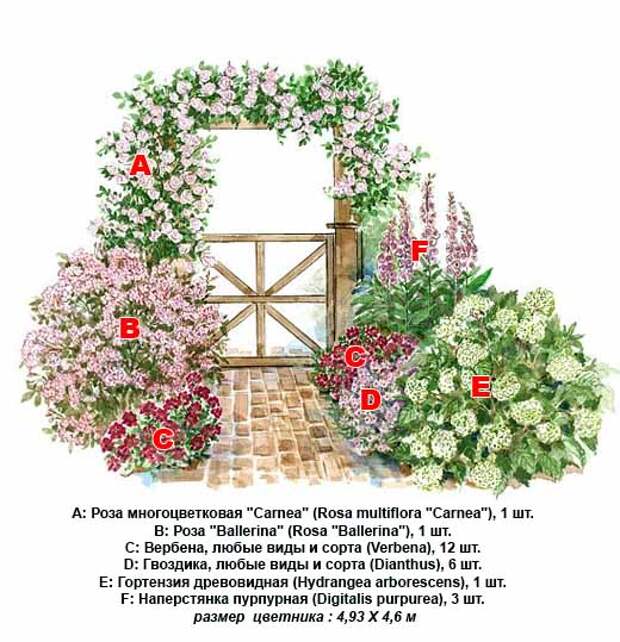 схема розария с аркой из роз