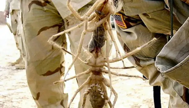 Фаланга: самый ужасный паук из сердца пустыни