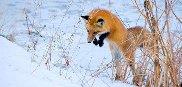 Чем питается лиса? Чем питается лиса в лесу зимой?