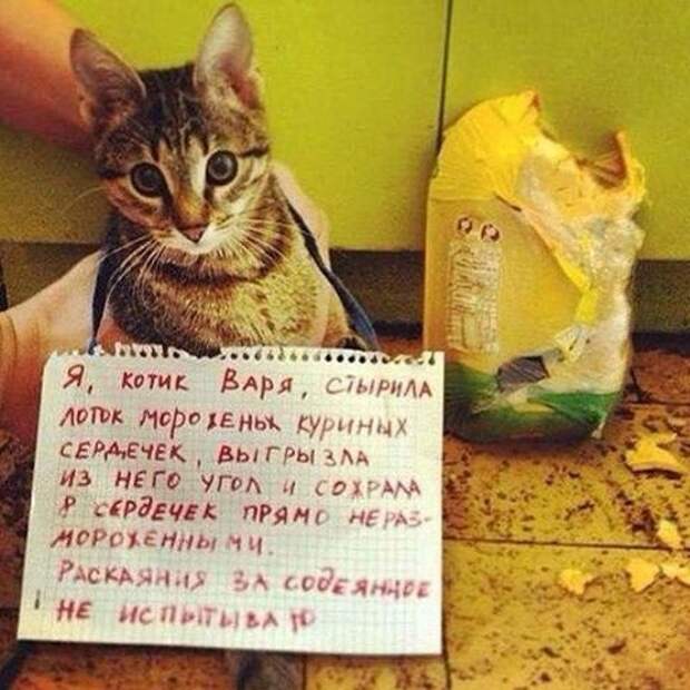 Воришки, которые уже давно в ссоре со своей совестью