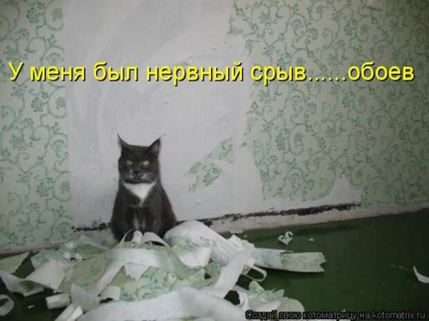 Новая котоматрица (28 фото)