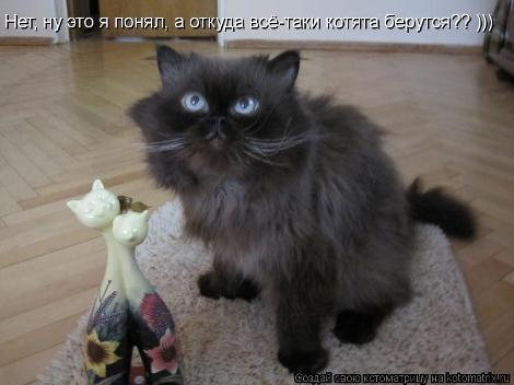 смешные фото с маленькими котятами