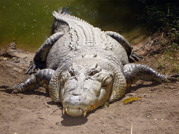 Самый большой крокодил