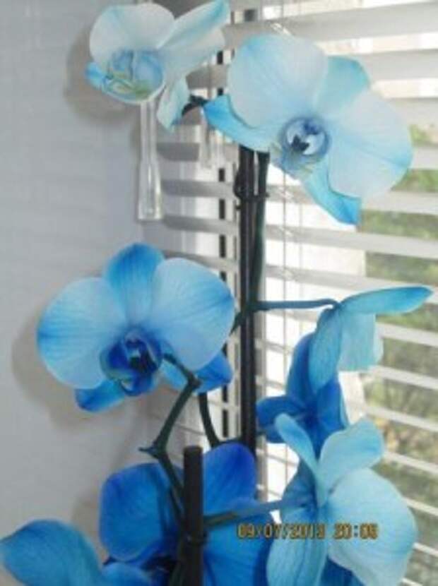 Чтобы орхидея зацвела, орхидея цветок, синяя орхидея фото