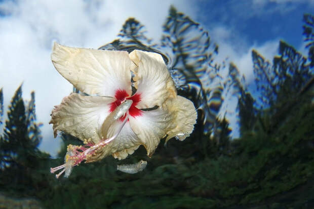 Цветок и рыбка в Новой Каледонии12