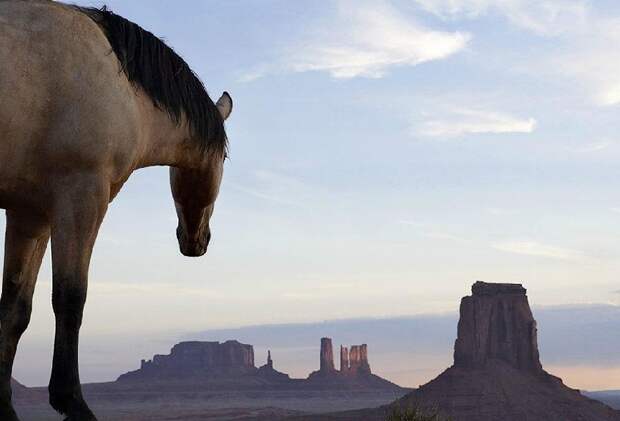 Tim Flar Грация прекрасных лошадей в фотопроекте Equus