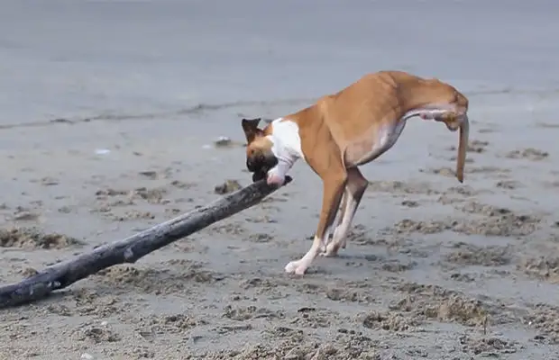 Собачий нос. Английский бульдог дома на диване. Животные с протезами. К чему снится собака без ног. К чему снится собака без ног.