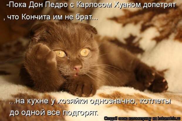 Лучшие котоматрицы недели