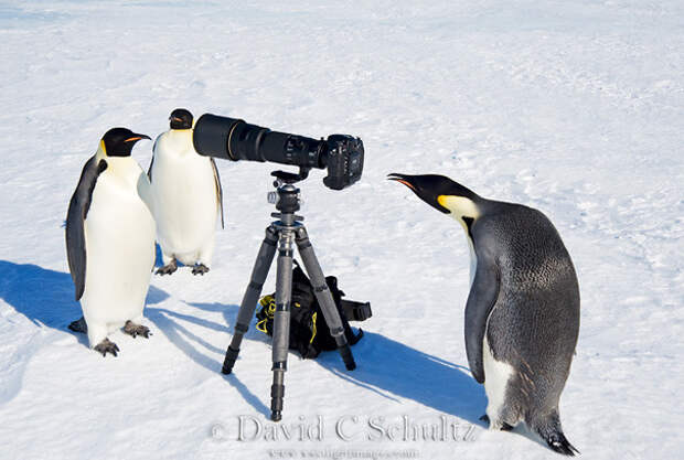 пингвины на фотосессии