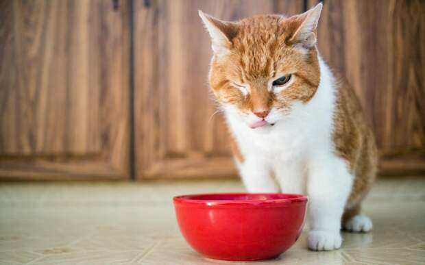 Утро начинается не с кофе. А с кормежки голодного кота коты, фото