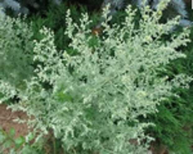 polyin_-gorkaya (150x120, 49Kb)