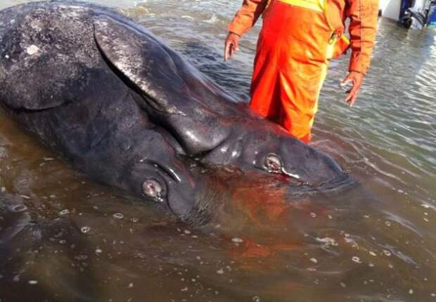 Two-headedwhale2