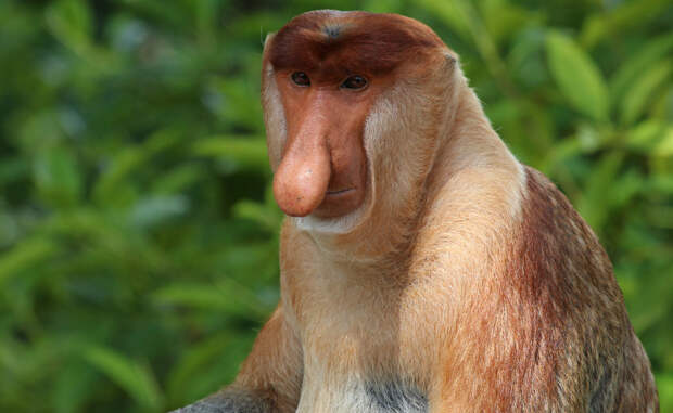 Обезьяна-носач Этот длинноносые обезьяны живут на острове Борнео, в Юго-Восточной Азии. Они рождаются с синим лицом и маленьким носом. Изменения цвета лица и носа в течение жизни становятся все больше и больше, превращая животных в настоящих уродцев.