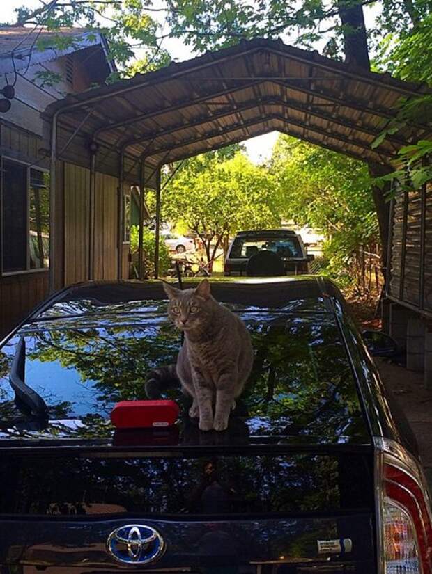 Животные-очаровашки (26 фото)