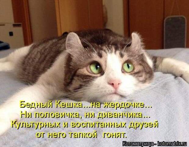 Лучшая котоматрица недели (30 фото)