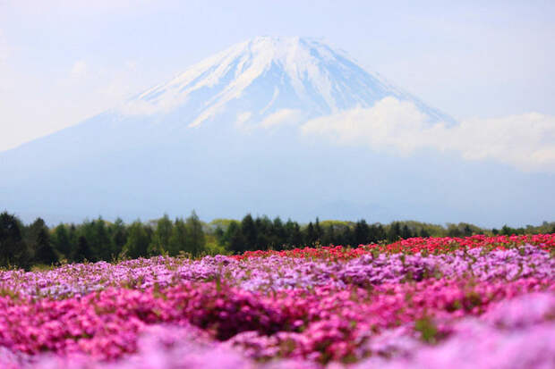 Холм Shibazakura цветение флоксов 2 (700x467, 97Kb)