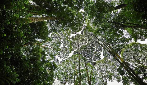 Застенчивые деревья не касаются друг друга кронами природа, удивительное, фото