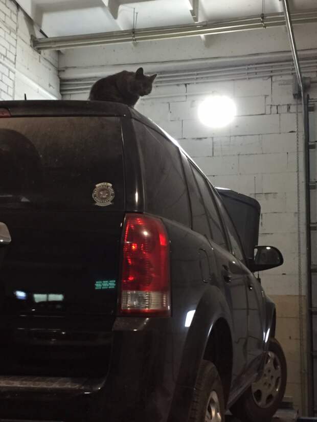 Кот который живет в СТО Кот любитель автомобилей, авто кот, кличка кота мотюль