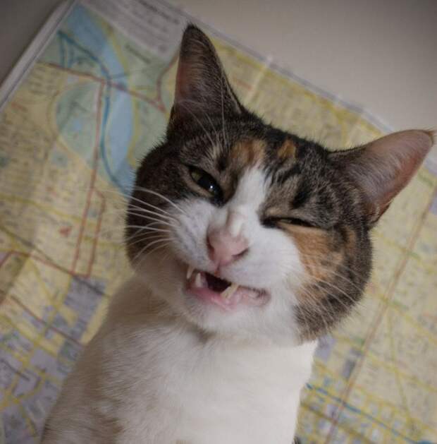 коты в похмелье 