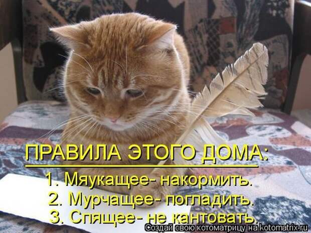 22 котоматрицы