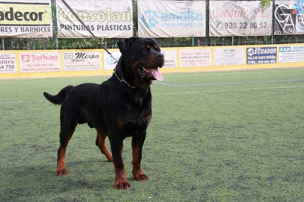 AggressiveDogs05 AggressiveDogs05 10 самых агрессивных пород собак