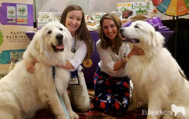 Great Pyrenees and Wellness Dog Food