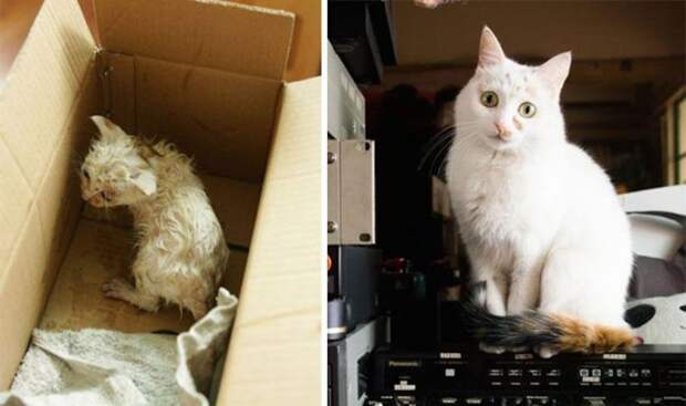 Подборка фотографий спасенных кошек животные, коты