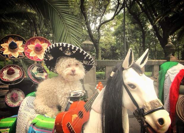 Cerbero dog travel, собака путешественник