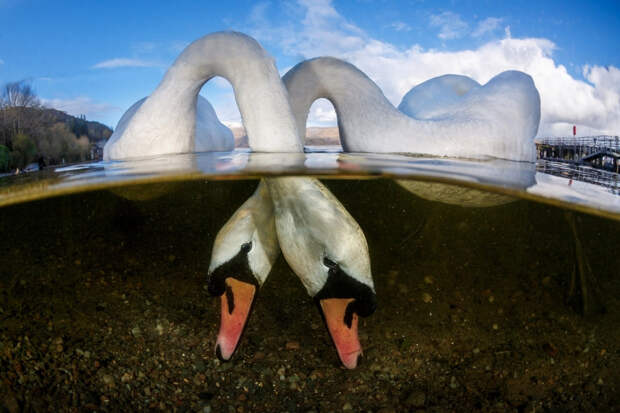 Птичья любовь на озере Лох-Ломонд, Шотландия