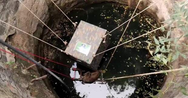 Клетку опускают Леопард в воде