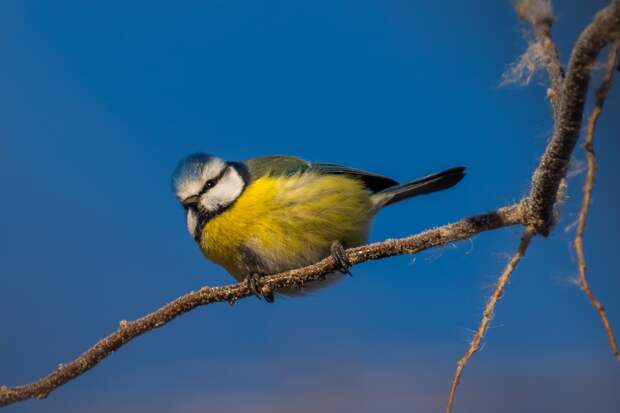 Записки астраханского натуралиста. Кто остался зимовать?