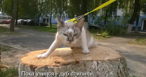 Лучшие котоматрицы недели (50 фото)