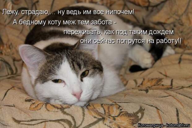 Лучшие котоматрицы недели