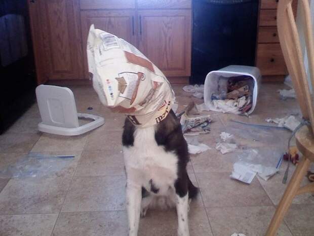 Собака с пакетом на голове