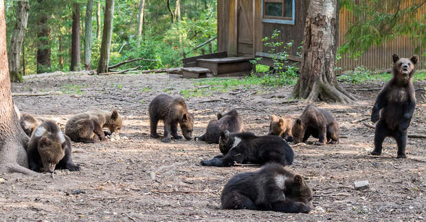 Как в России выращивают медведей