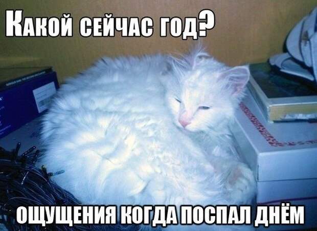 Забавные фотомемы