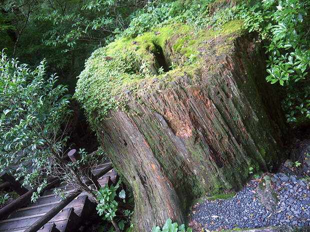 Япония, Якусима, остров, якушима, yakushima, лес, yakusugi land, кедр, мох, камни, поход, зеленый, дерево, пень, гигантский, momi stump